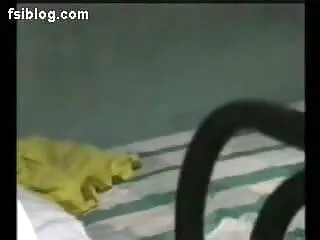 बीबीडब्ल्यू चूसना सेक्स मूवी इंग्लिश फिल्म और सफेद मुर्गा बकवास